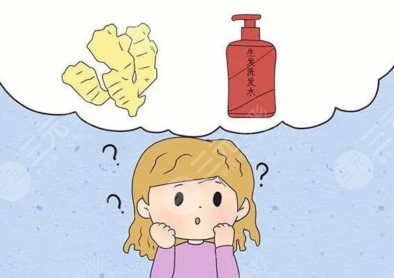生姜擦頭皮真的能生發(fā)嗎？需要多久能生出來？注意！操作不當會有反果！