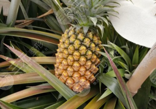 美容養(yǎng)顏的食物有哪些？