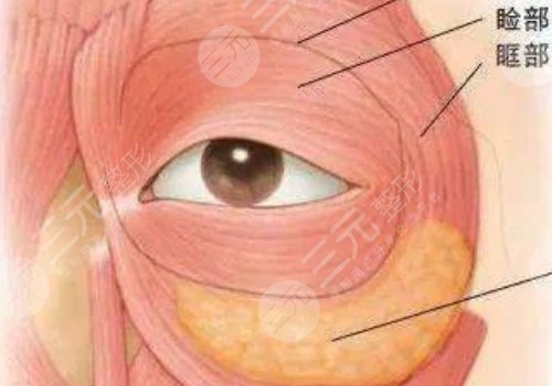 腫眼泡抽脂多少錢？