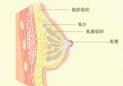 上海六院縮胸手術費用
